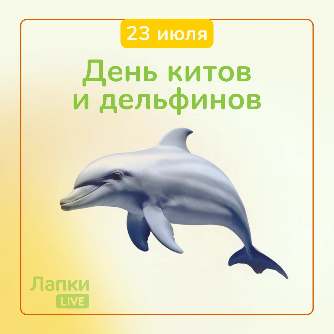 🐋 23 июля — День китов и дельфинов, настоящих интеллектуалов океана.