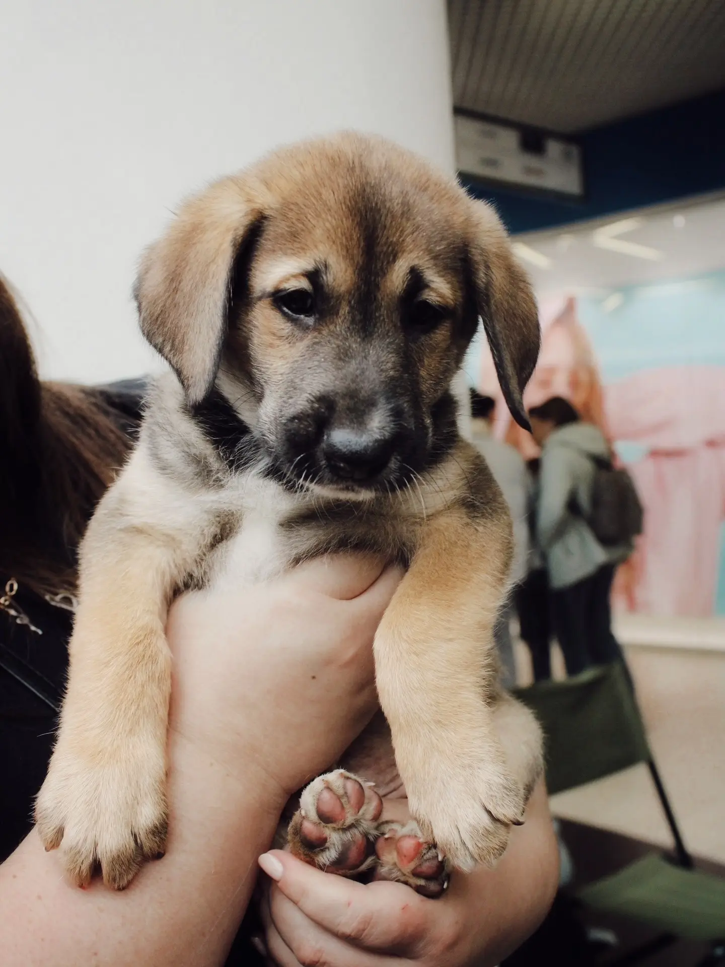 Вчера в ТРЦ «Макси» состоялась выставка-пристрой «Путь домой» 🐾