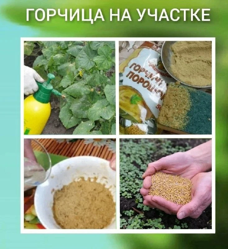 Горчица на участке очень полезная