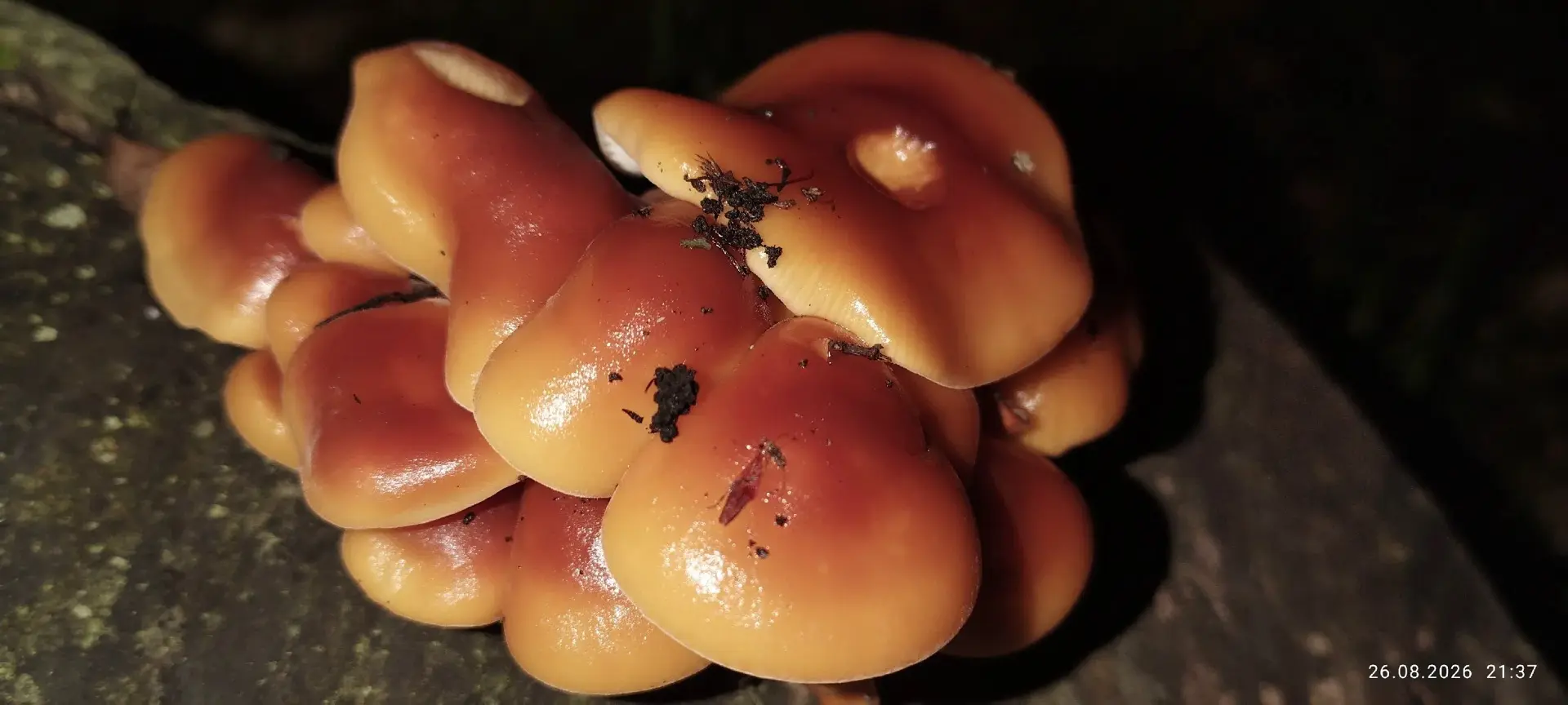 26.08.2026 Flammulina velutipes / Опёнок зимний.
