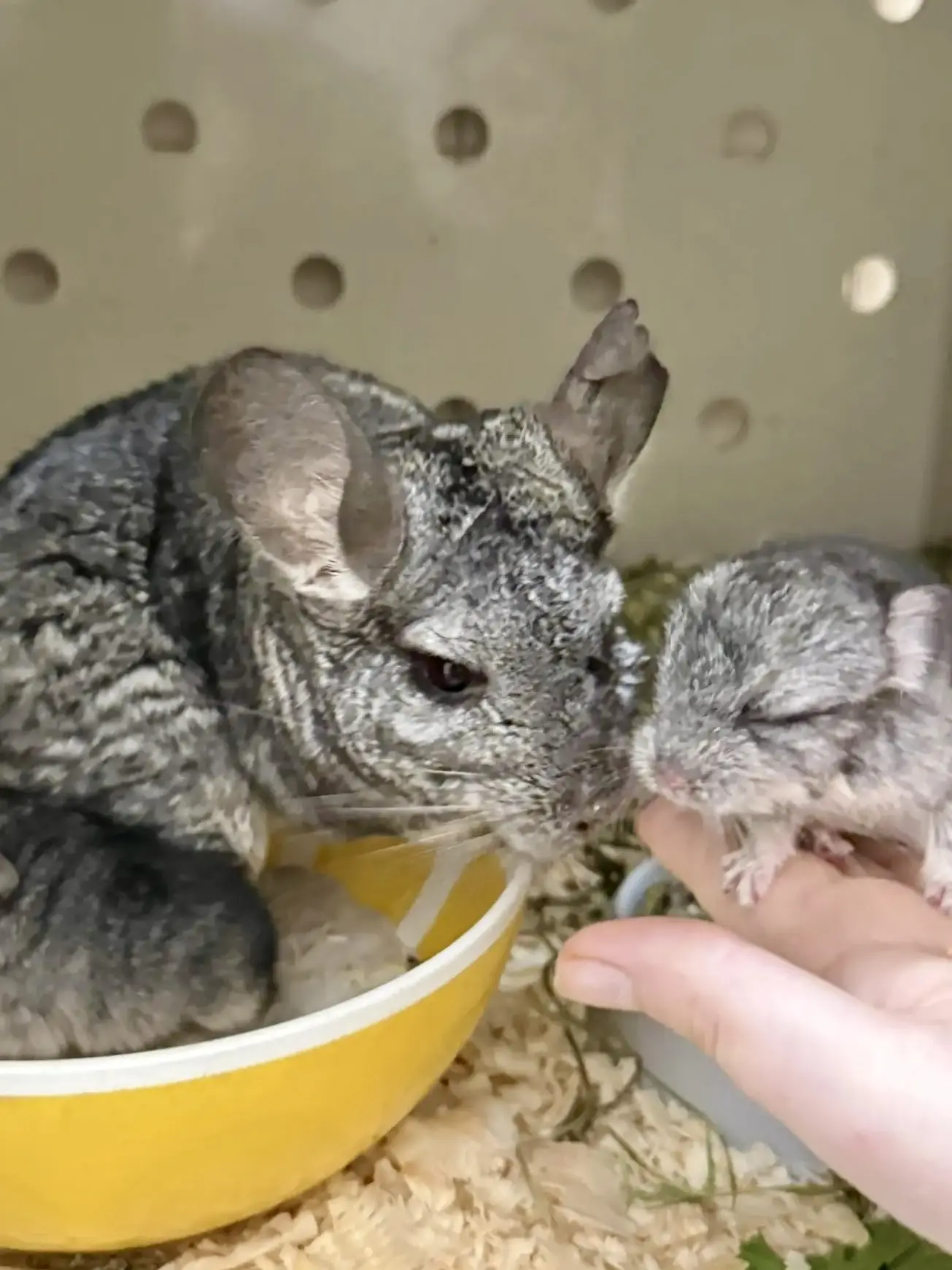 У нас в зоопарке появились крохи!

 🐾 Малыши появился на свет уже в густой, невероятно мягкой шубке