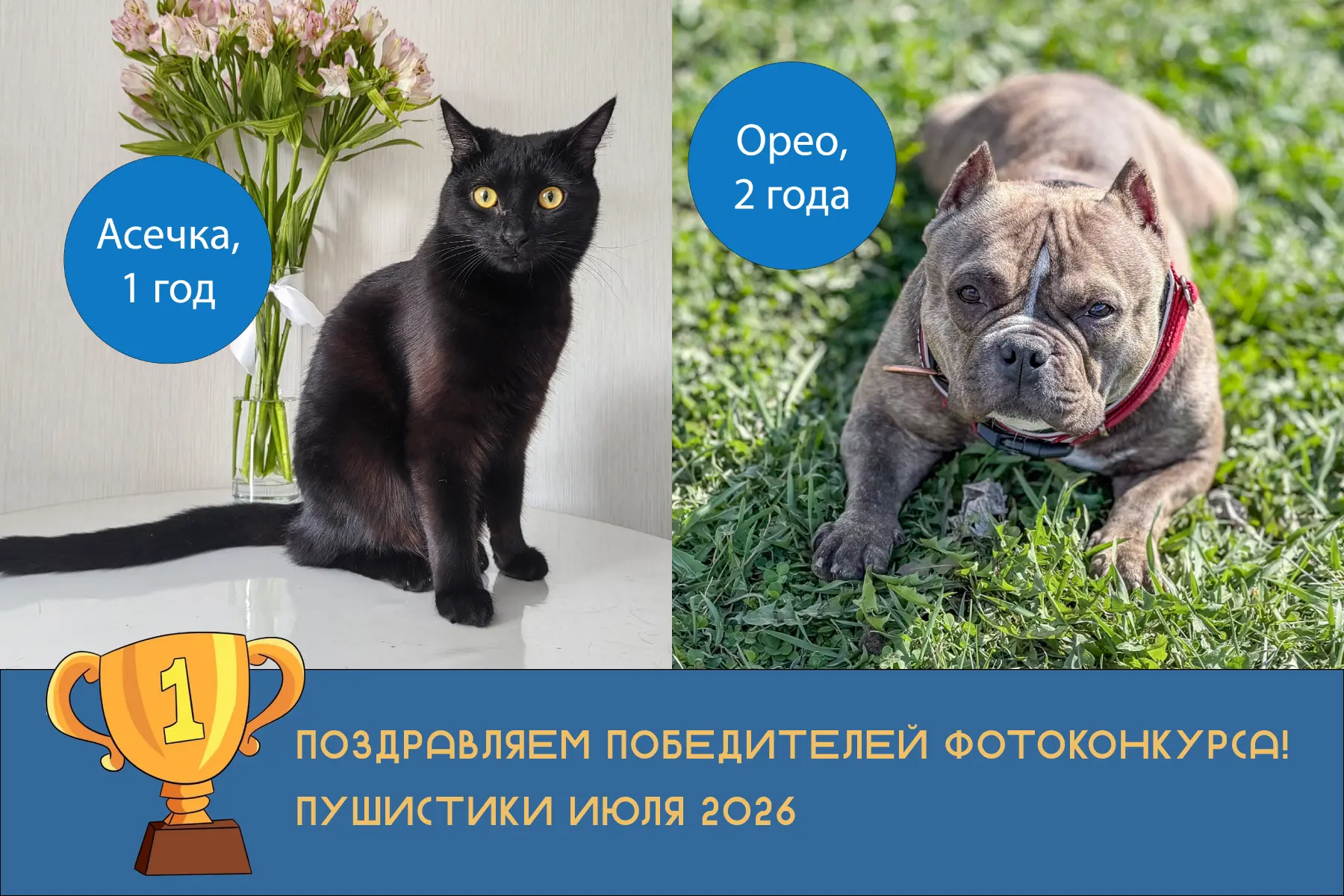 💥Поздравляем наших победителей в фотоконкурсе "Ищем пушистика на обложку группы в июле 2026"!

🐱Ко