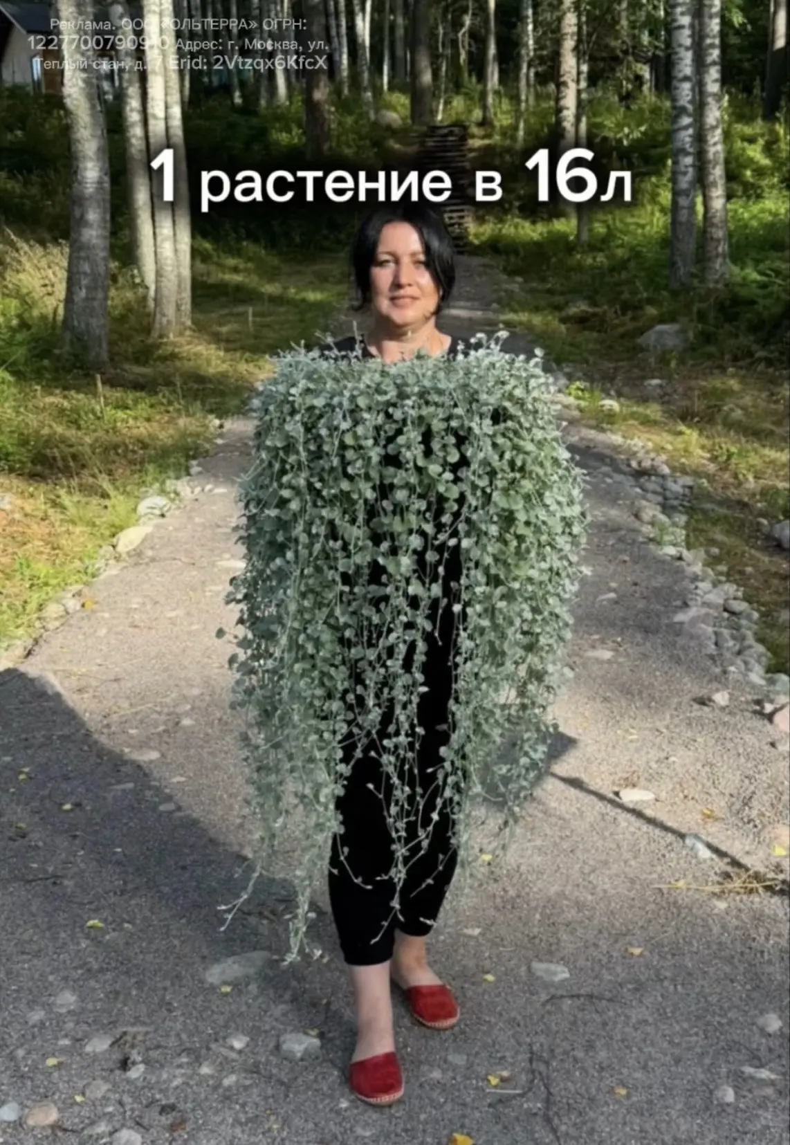 Как и обещала - главные правила выращивания Дихондры.
