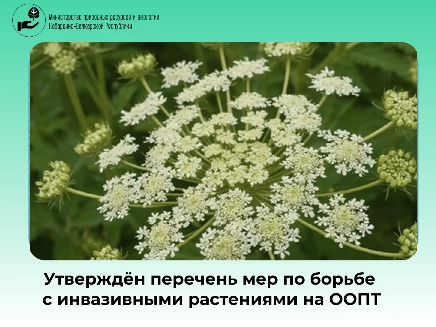 Установлен перечень мер по предотвращению распространения опасных видов инвазивных (чужеродных) раст