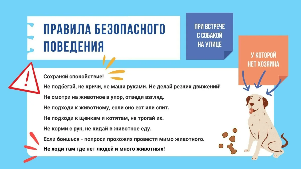 Безопасность при общении с животными — это прежде всего уважение к их природе и соблюде...