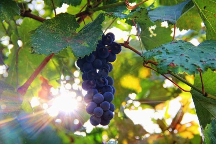 🍇🍇🍇ОБРЕЗКА ВИНОГРАДА!!!Инструкция для начинающих!!!Часть-1.Сегодня напишу именно про...