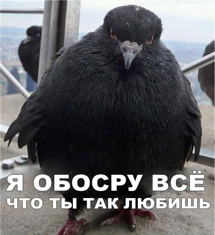 Люди делятся на сов и жаворонков. Но чиновники из Еврокомиссии представляют голубей, ко...