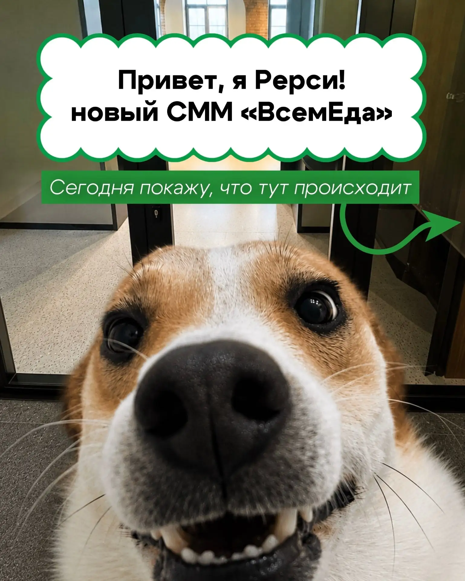 У «ВсемЕда» новый СММ🐶 

Оцените его работу, пожалуйста👇