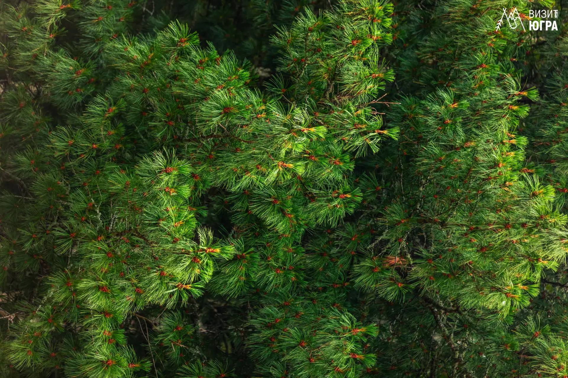 Хотите отдохнуть от города и почувствовать себя ближе к природе? 🌲