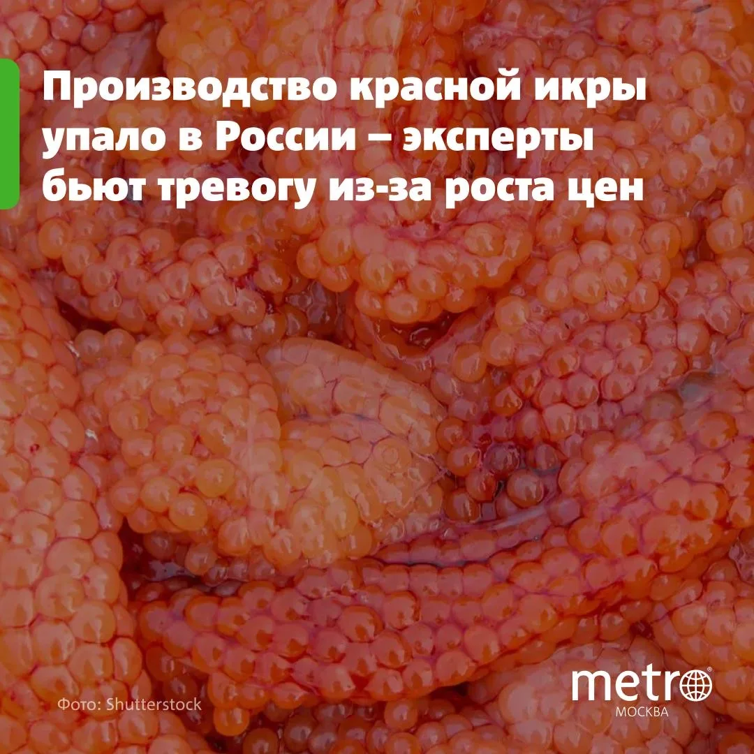 🐟 Производство красной икры упало в России — эксперты бьют тревогу из-за роста цен