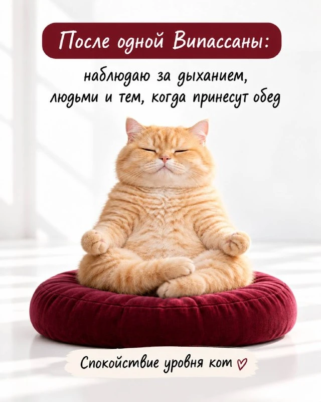 После одной Випассаны — наблюдаешь за дыханием, мыслями… и за тем, когда уже завтрак 😄