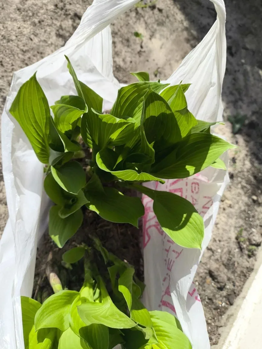 "Цветами улыбается планета" - под таким названием в детском саду проходит акция по благ...