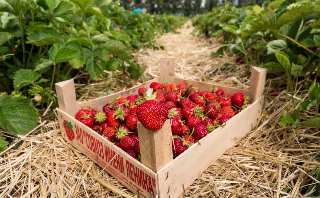🍓 Клубничный квест для родителей и подростков: как наесться ягод бесплатно!