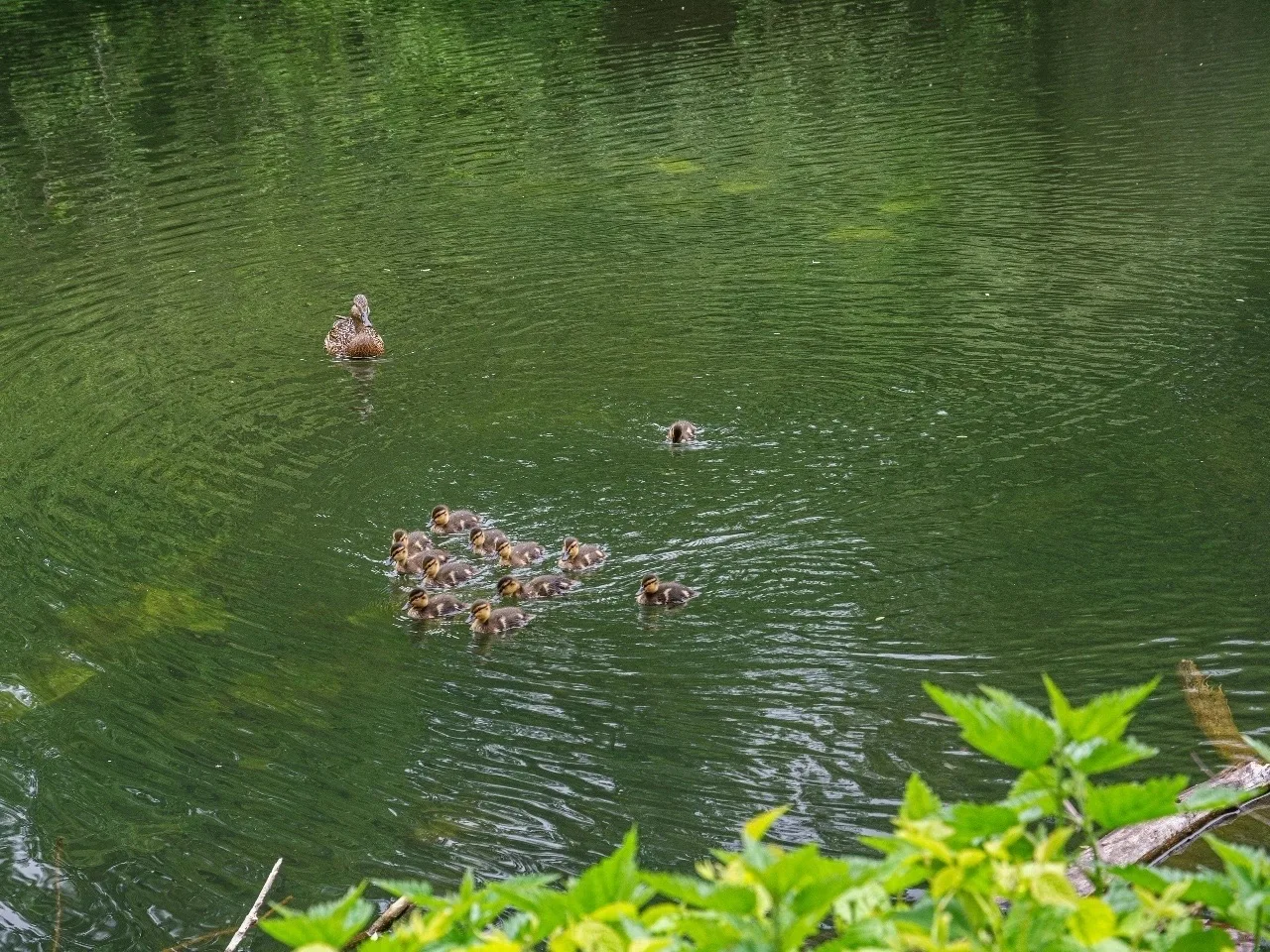 🦆