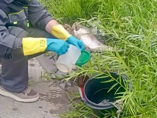 🐟 На реке Кутулук произошел массовый мор рыбы

16 июня возле села Аверьяновка в Богатовском районе 