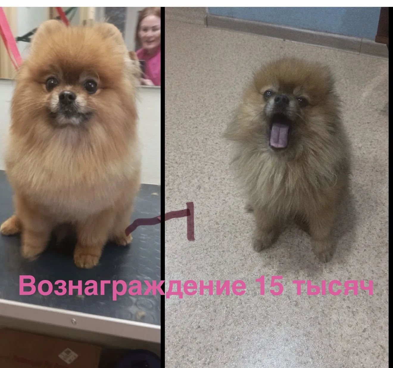 Малыш Цезарь так и не найден!!! 🆘 Присмотритесь пожалуйста, может у кого из соседей по...