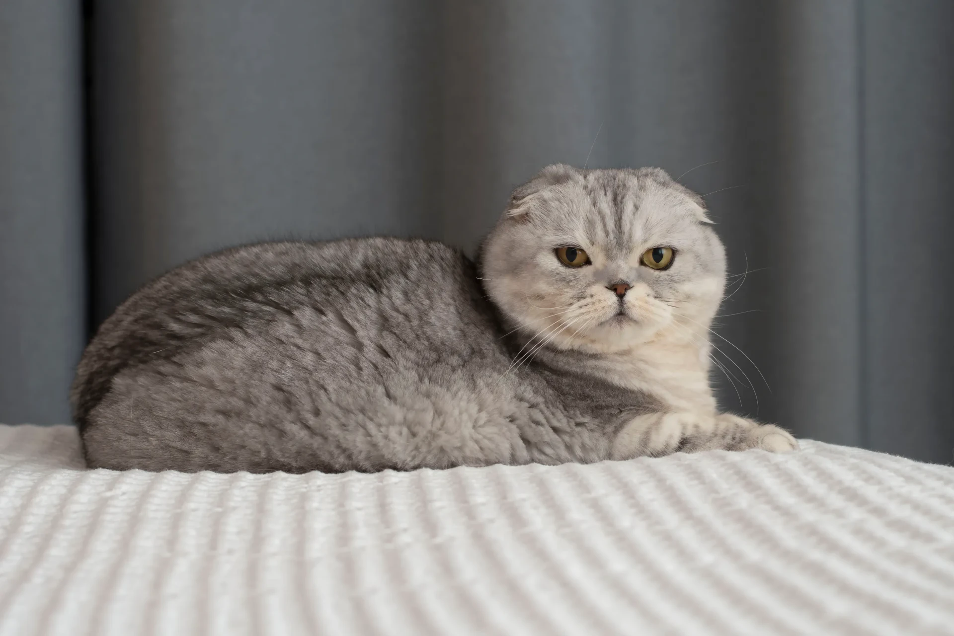 🐾 5 пород кошек, у которых здоровье —  слабое место