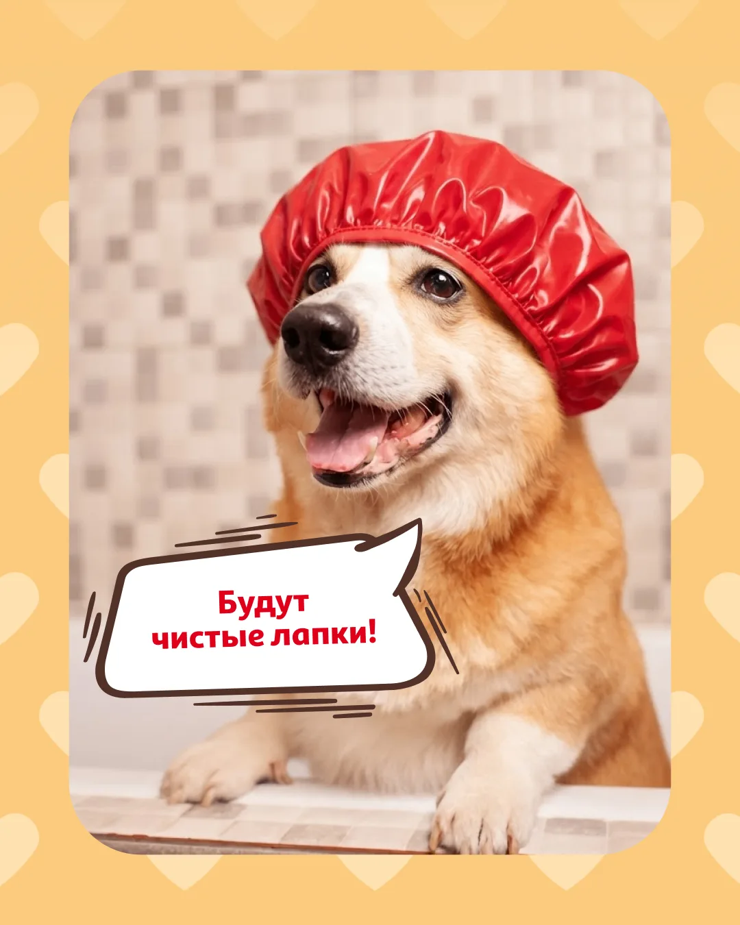 Чистые лапки начинаются с выгодных покупок!