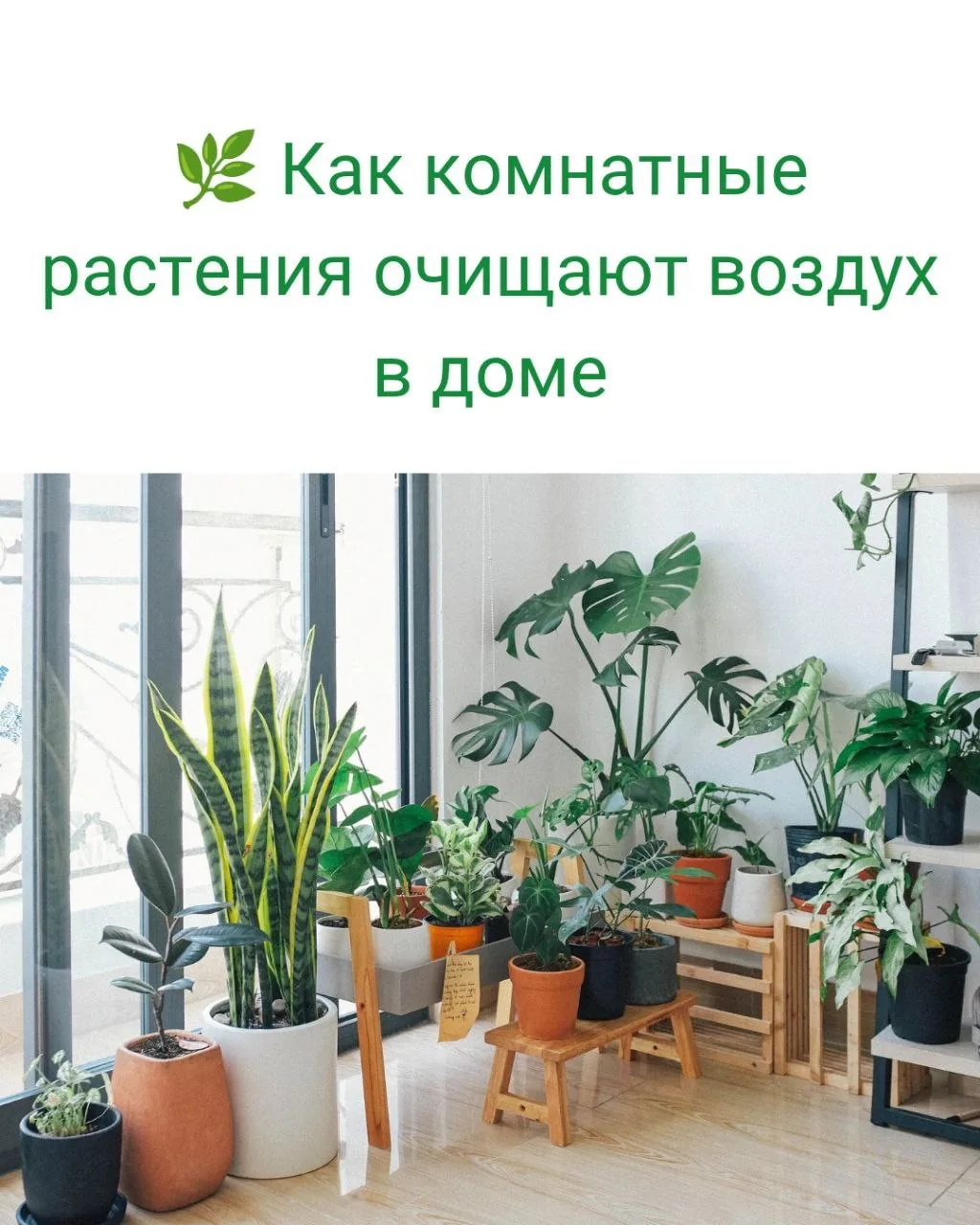 🌿 Как комнатные растения очищают воздух в доме  🌿