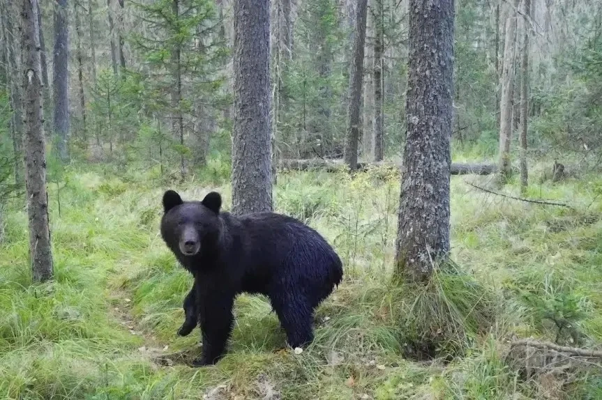 🐻 Нашествие медведей может быть разовым явлением и не повторится в следующем году