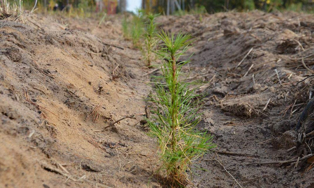 🌲2026 году в рамках государственного мониторинга воспроизводства лесов обследовано свы...