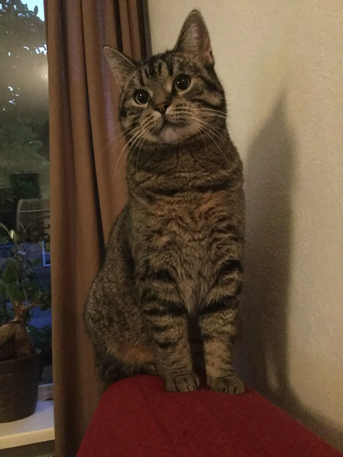 #КотикПодписчика 🥰