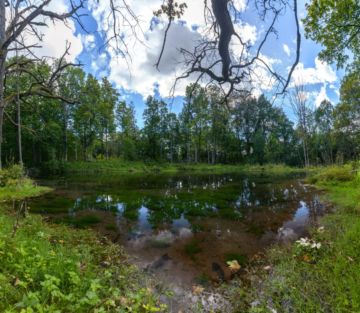 🌿 В Ленобласти появятся шесть новых особо охраняемых природных территорий.

🗺️ В Ленинградской обл