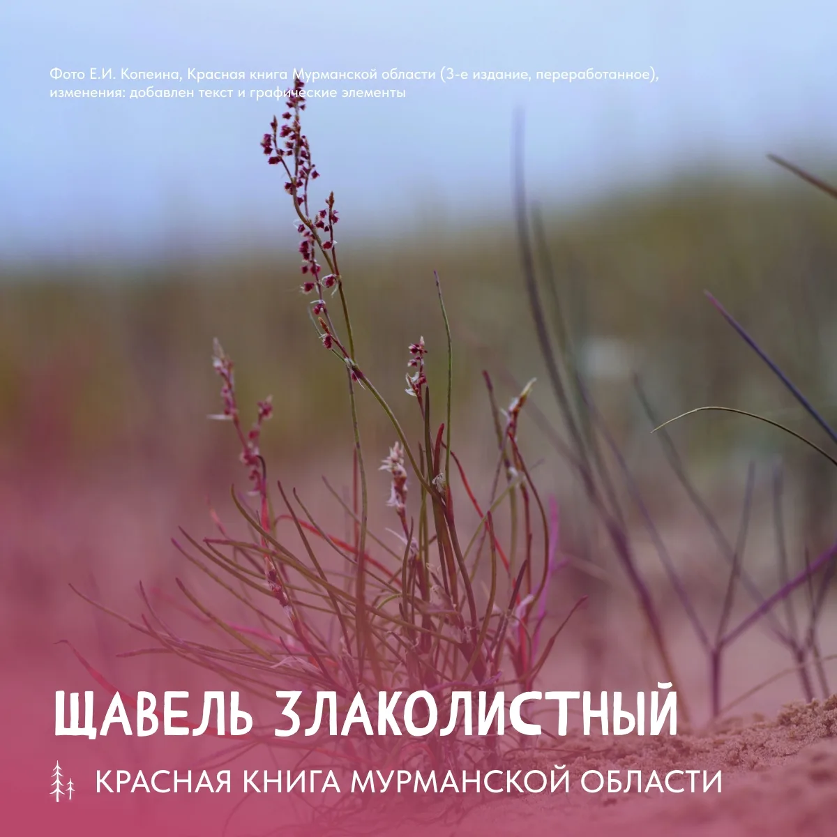 Сегодня расскажем о скромном, почти незаметном обитателе побережий нашего региона – щав...
