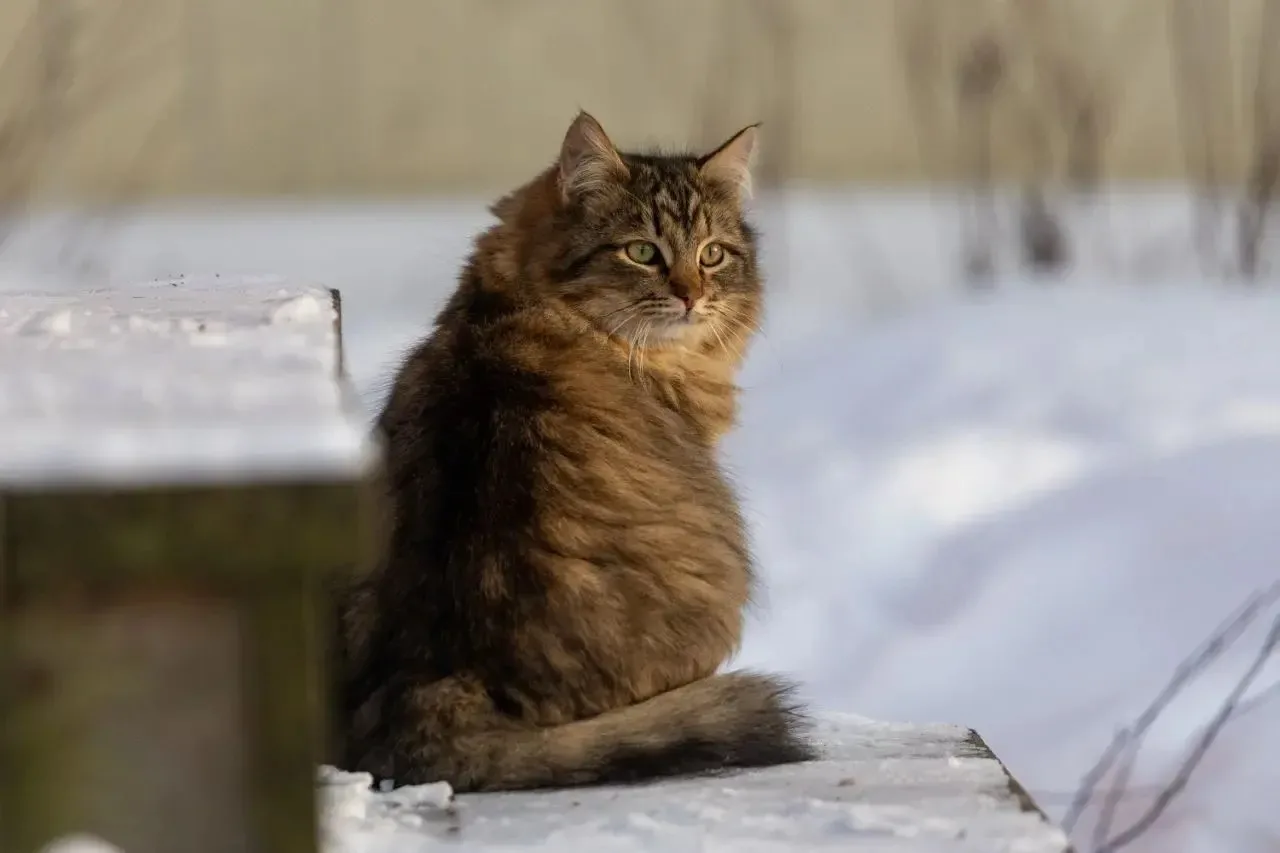 🐈Сегодня Всемирный день кошек