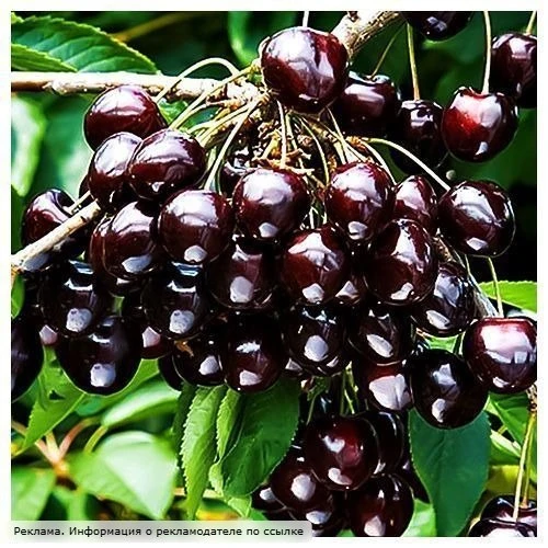🔥 ХИТ ДАЧНОГО СЕЗОНА 2026 🔥  🌿 Саженцы, которые разбирают тысячами! 🍓 Сладкая клубника 🍇 Морозостойк