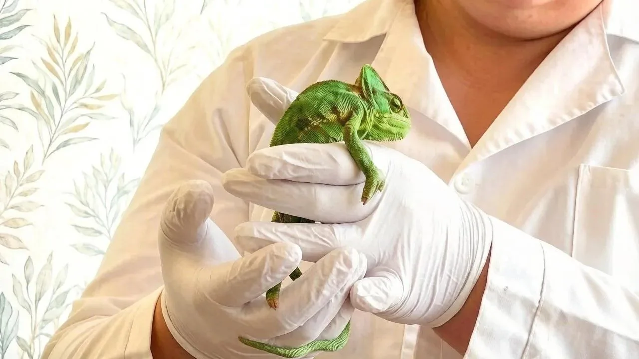 🦎 Краснопартизанский ветеринарный кабинет спас годовалого хамелеона от рахита