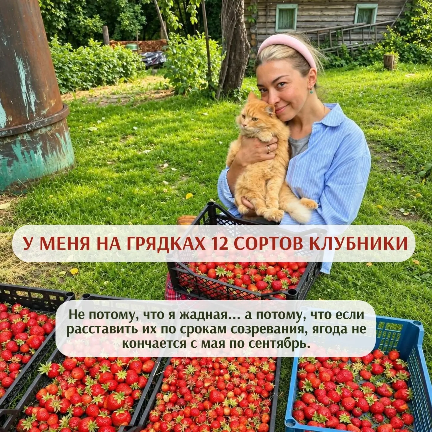 🍓 У меня на грядках двенадцать сортов клубники. Не потому, что я жадная... а потому, ч...
