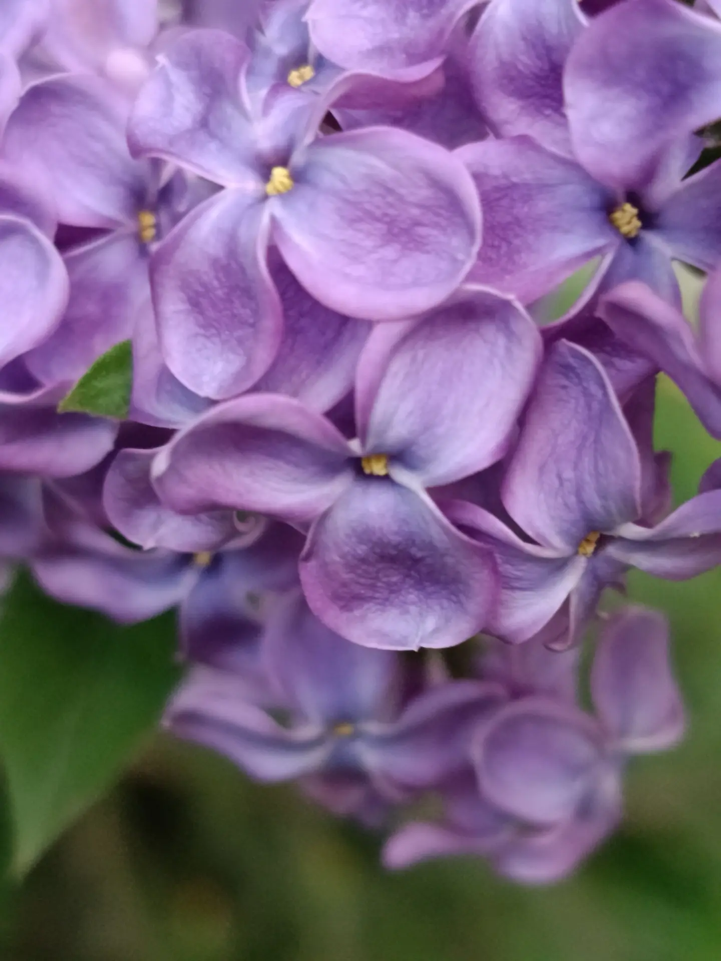 Плыл по городу запах сирени 💕