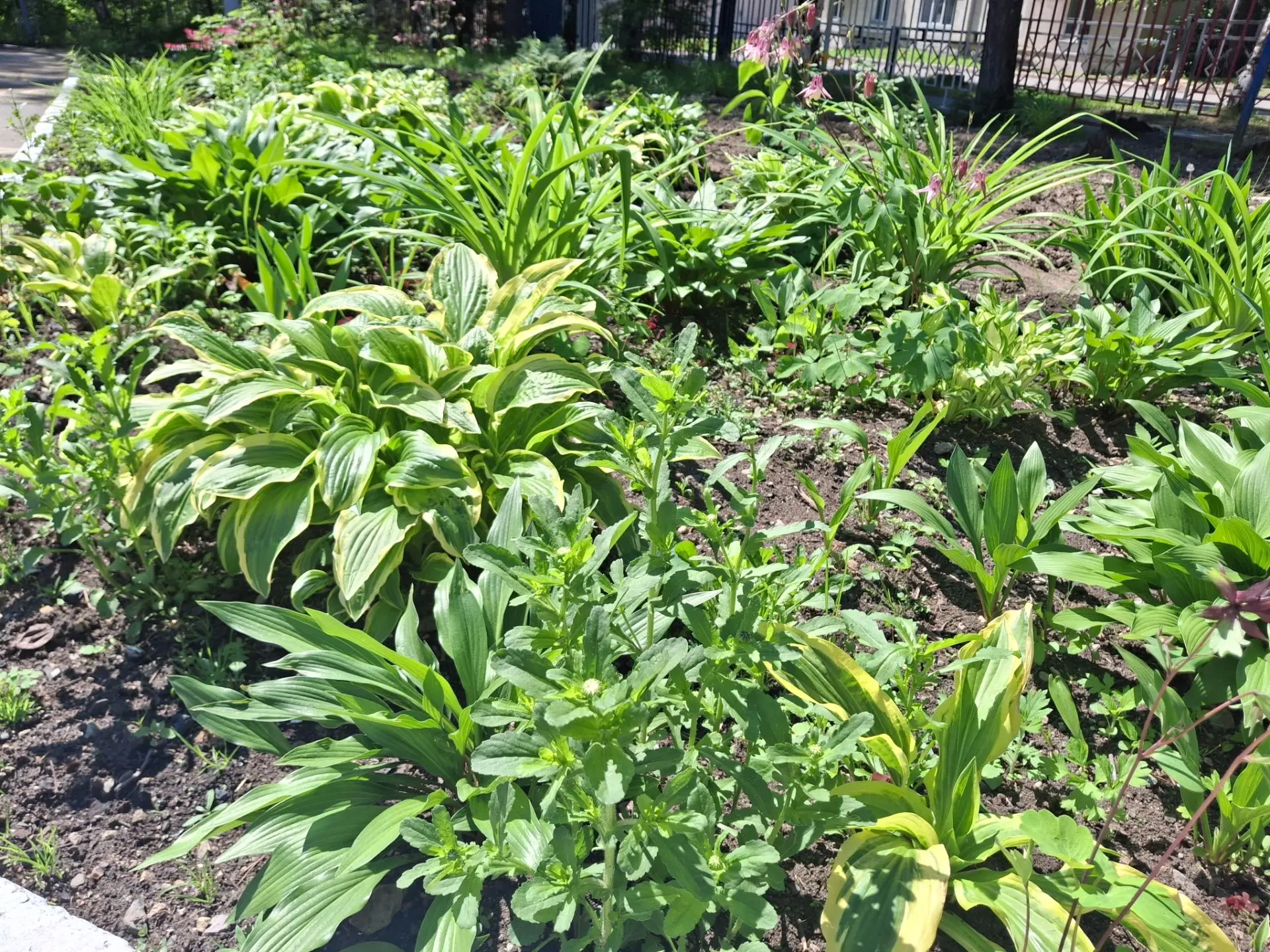 В #гимназиячегдомын  работы по озеленению🌱 пришкольного участка в самом разгаре.
🪻Школьные цветник
