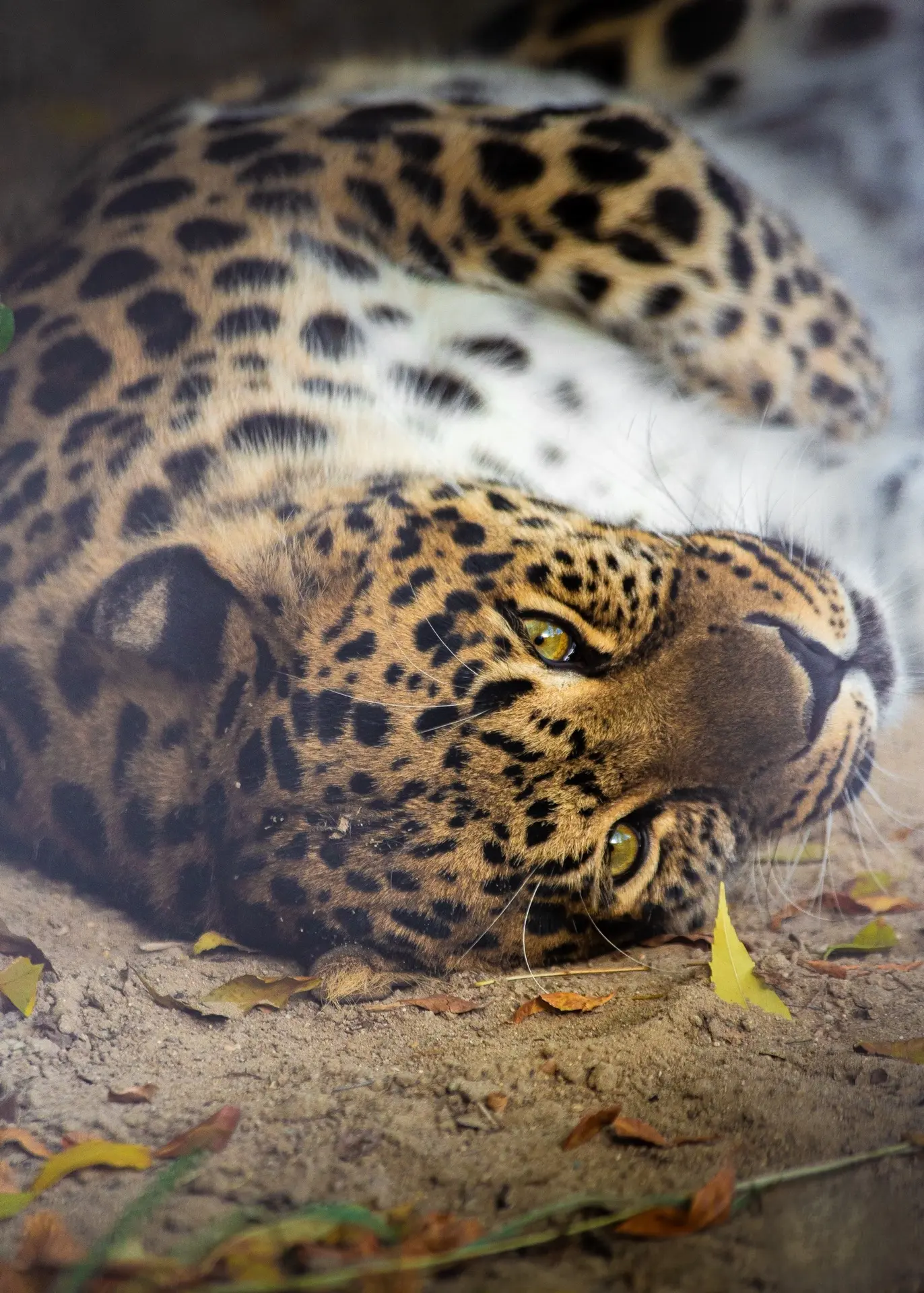 С днём рождения, Амур! 🐆

Сегодня нашему дальневосточному леопарду Амуру исполнилось 9 лет. В Екате