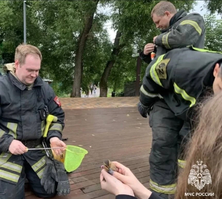 Сотрудники МЧС Московской области оказали помощь утёнку, вернув его в пруд.