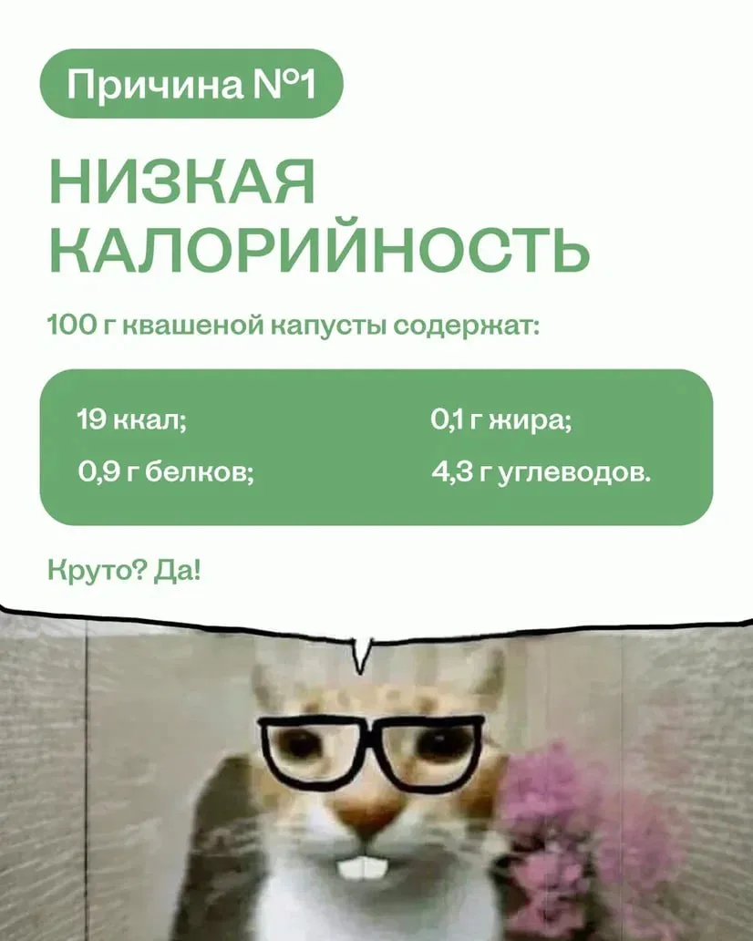 Квашеная капуста — это вау ✨  Не дайте котикам и собачкам с картинок себя обмануть: их кормить капус