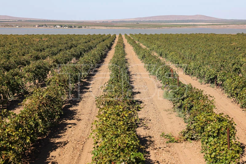 🍇 Производство вина в Краснодарском крае