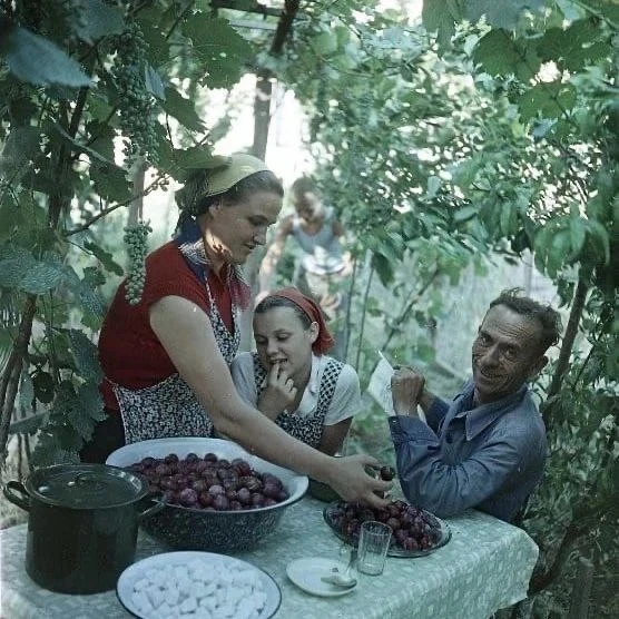 Фрукты из собственного сада, Рустави, Грузинская ССР, июль 1957 года.