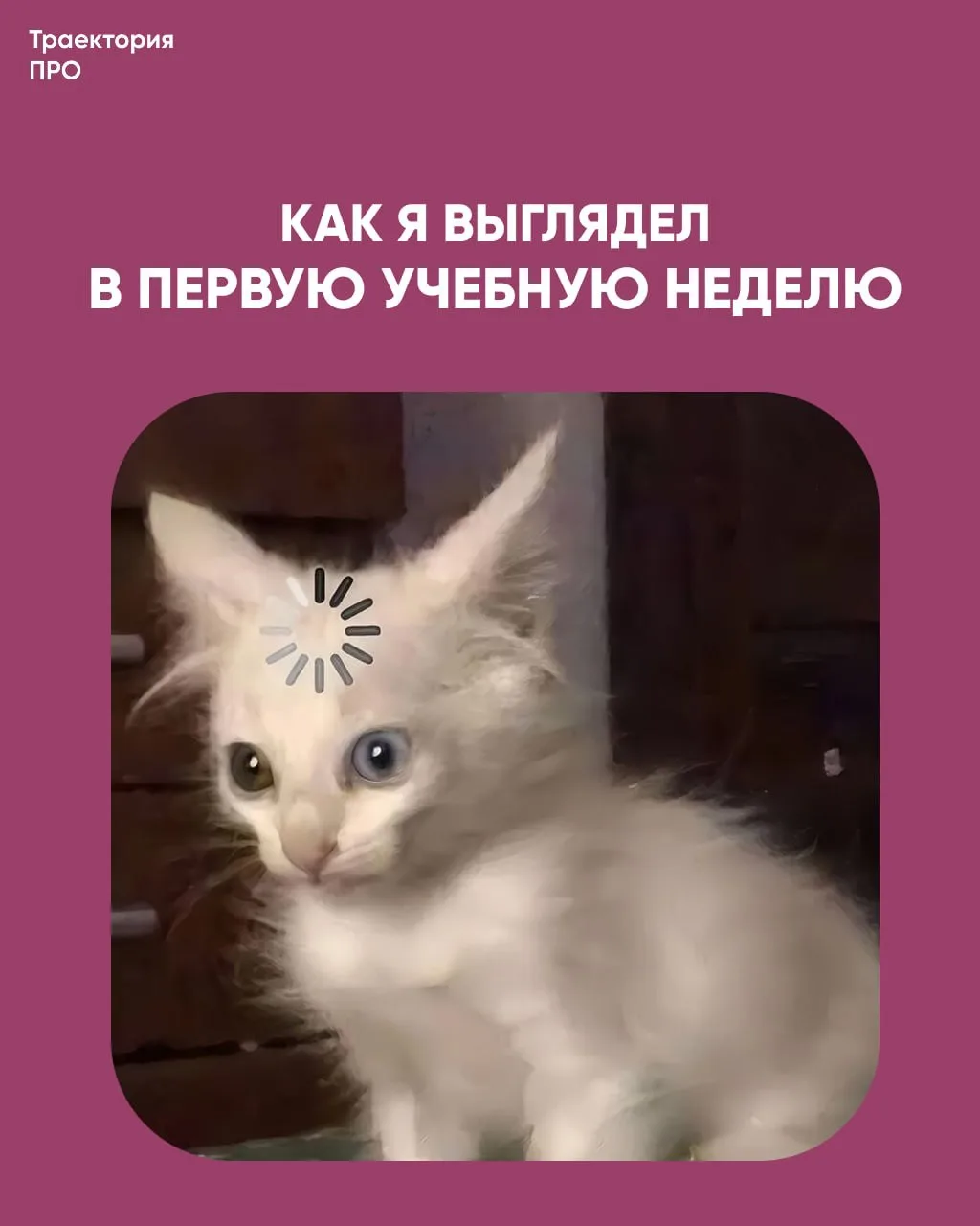 Главное — пережить первую учебную неделю. Дальше станет немного легче 😹