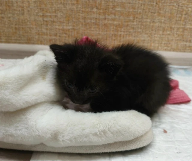 ❤Пост добра: котёнок ищет дом