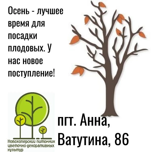 🍎 АННА, НОВОЕ ПОСТУПЛЕНИЕ: САЖЕНЦЫ ПЛОДОВЫХ