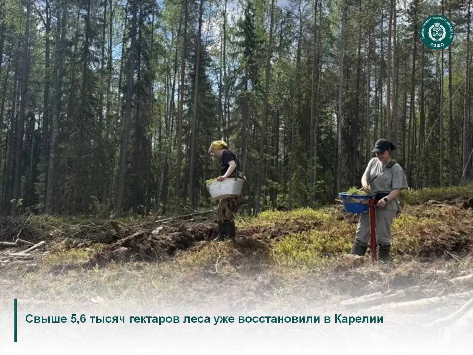 🌱В республике продолжается активный лесокультурный период. По президентскому национальнальному прое