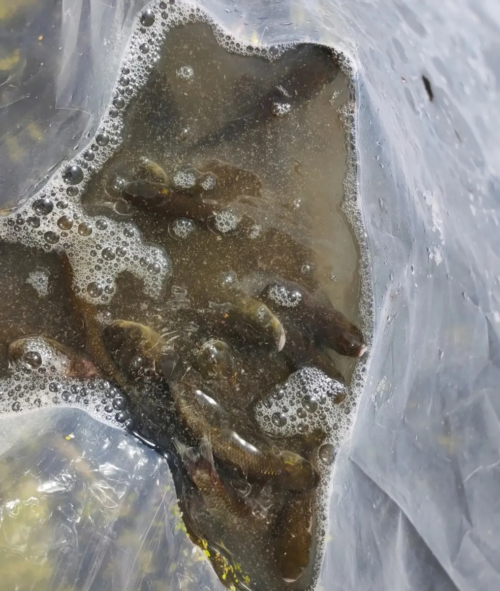 🐟 Подарок для усадебного пруда от Детского фонда