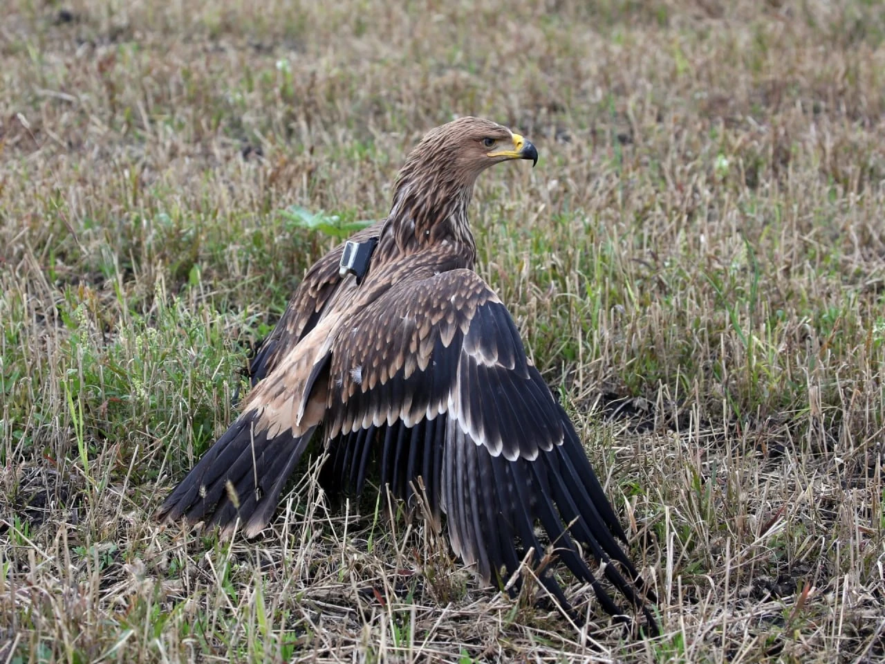 🦅 Орлёнка Росю выпустили в «Сенгилеевские горы»