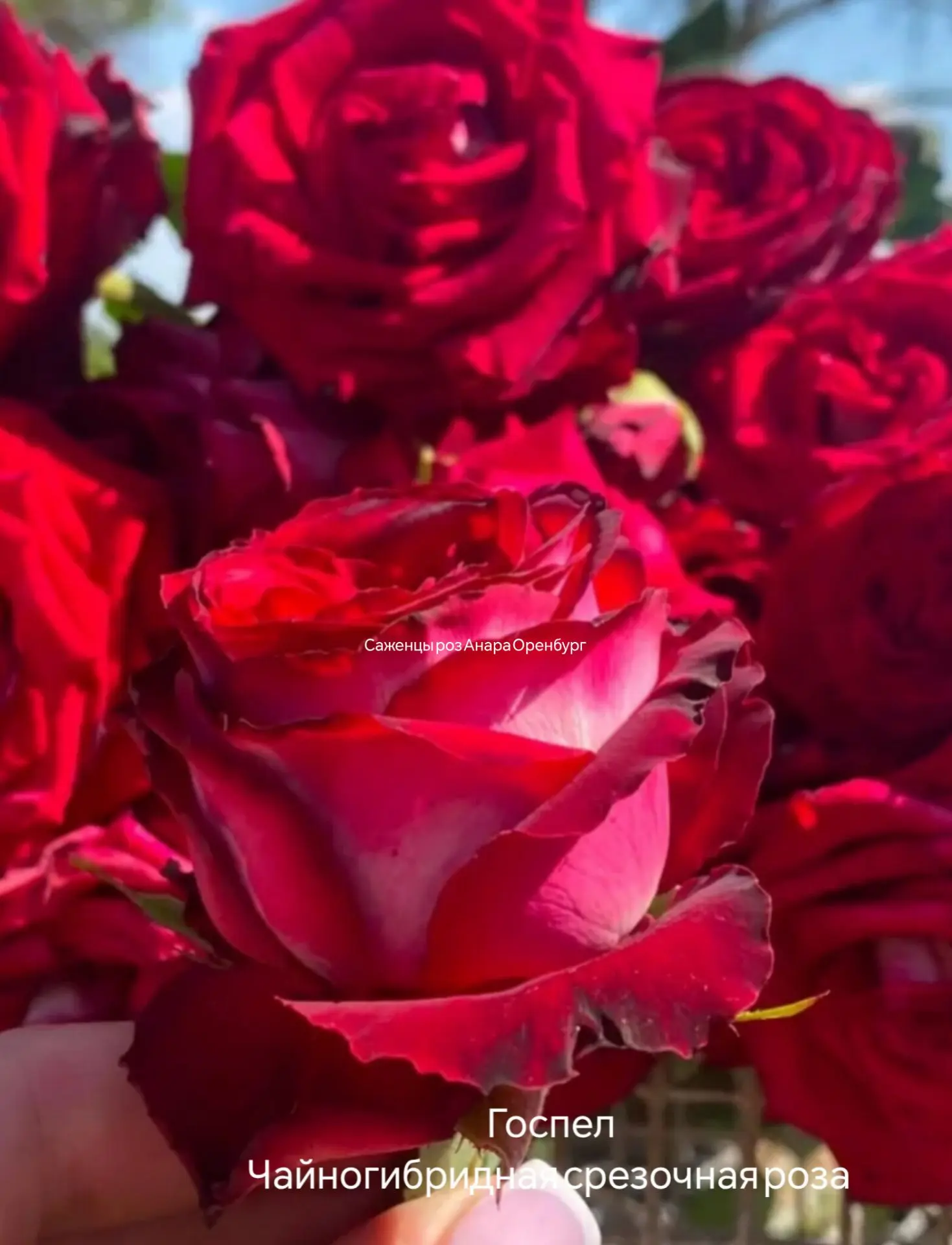 Роза 🌹 Госпел
