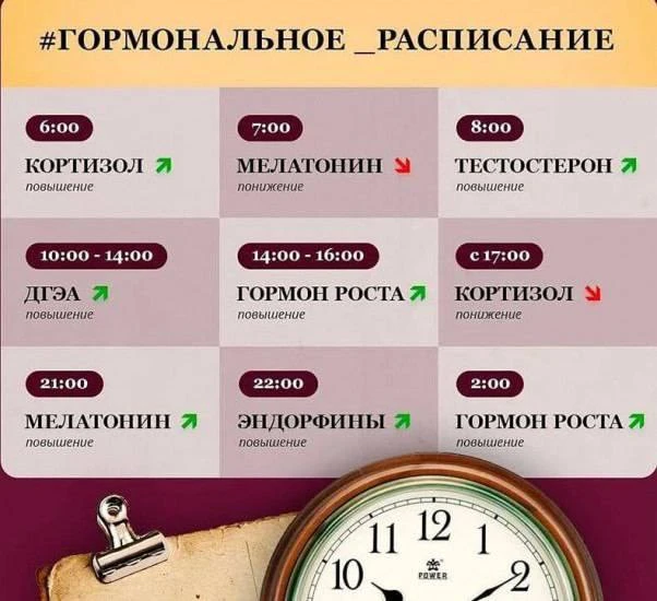 График выработки гормонов 👍🏻