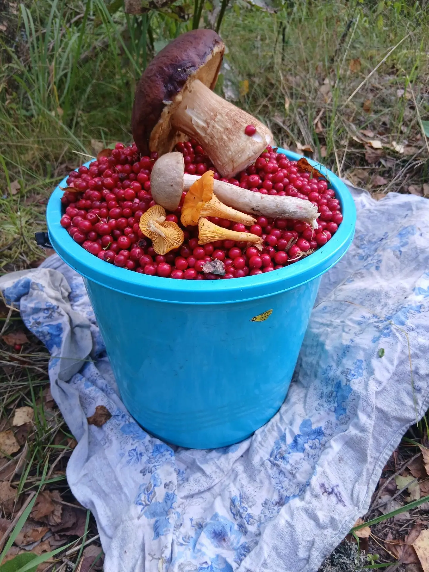 Грибы пошли