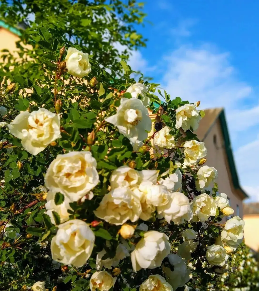 #ДоброеУтро

☀ Доброе летнее утро, друзья! 
 
😊Июнь — время по-настоящему теплого ласкового солнца,