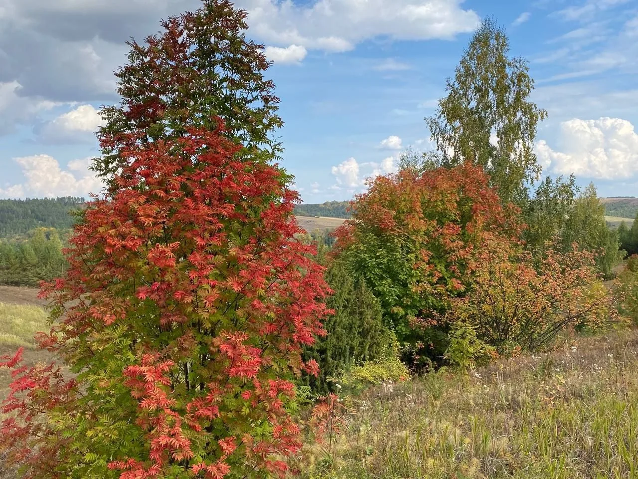 🌿 13 сентября — Куприянов день